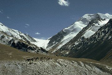 Yaks in the Khunjerab Area